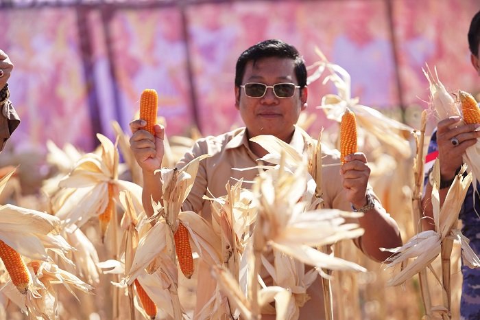 Situasi produksi jagung di beberapa sentra produsen yang saat ini tengah melimpah. (Dok. Tim Komunikasi Bapanas)

