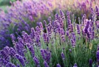 Para ahli aroma terapi merekomendasikan aroma lavender yang harum dan menyejukkan suasana hati.. (Pixabay.com/Mouse23)