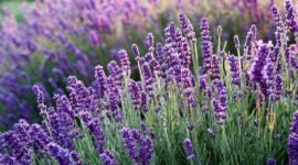 Para ahli aroma terapi merekomendasikan aroma lavender yang harum dan menyejukkan suasana hati.. (Pixabay.com/Mouse23)