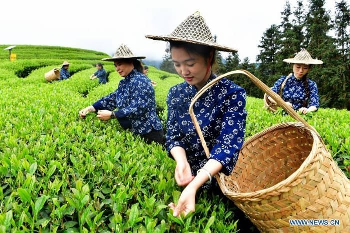 Undang-undang (UU) ketahanan pangan Tiongkok (China) mulai diberlakukan pada Sabtu (1/6/2024). (Dok. En.people.cn)