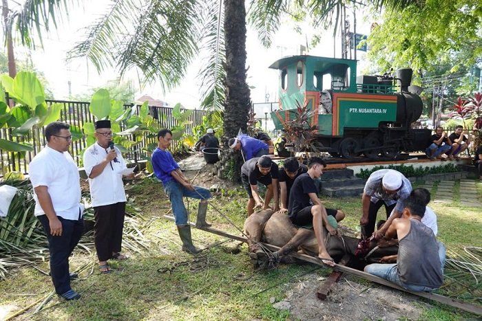  Perkebunan Nusantara IV Salurkan Hewan Kurban Sebanyak 65 Sapi dan 97 Kambing. (Dok. ptpn4.co.id)