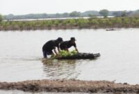 Melalui Program BRI Menanam - Grow & Green Penanaman, bantuan bibit mangrove tersebut diharapkan dapat memberi dampak positif bagi lingkungan khususnya memulihkan ekosistem di wilayah Muaragembong. (Dok. BRI)