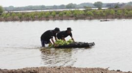 Melalui Program BRI Menanam - Grow & Green Penanaman, bantuan bibit mangrove tersebut diharapkan dapat memberi dampak positif bagi lingkungan khususnya memulihkan ekosistem di wilayah Muaragembong. (Dok. BRI)