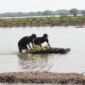 Melalui Program BRI Menanam - Grow & Green Penanaman, bantuan bibit mangrove tersebut diharapkan dapat memberi dampak positif bagi lingkungan khususnya memulihkan ekosistem di wilayah Muaragembong. (Dok. BRI)