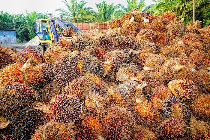 Buah Kelapa Sawit. (Pixabay.com/feelphotoz)