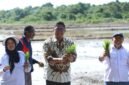 Wakil Menteri Pertanian Republik Indonesia (Wamentan RI) Sudaryono terjun ke sawah. (Dok. Kementerian Pertanian)