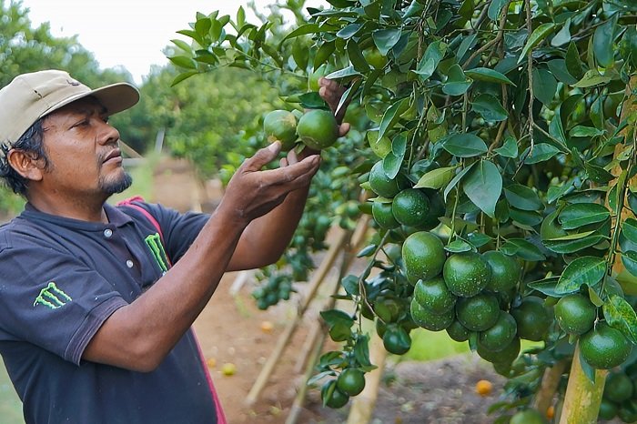 BRI Dampingi Klaster Jeruk Semboro Terapkan Pertanian Berkelanjutan. (Dok. Bank BRI)