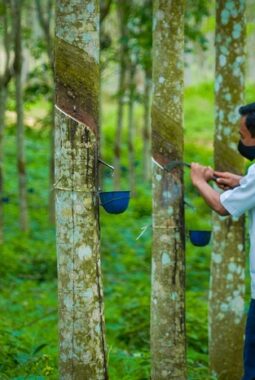 Kasus Korupsi Pengadaan Sarana Pengolahan Karet, KPK Panggil Peneliti Karet Imam Susetyo
