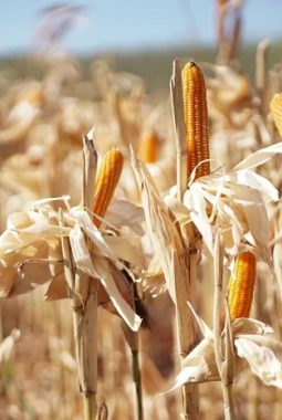 Jagung Tetap Stabil: Pemerintah Gulirkan Stok CJP Untuk Peternak