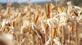 Bulog menyiapkan Cadangan Jagung Pemerintah untuk menekan harga jagung bagi peternak layer mandiri. (Dok. Bapanas)

