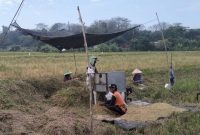 Petani Klaten memanen padi gadu 2025 dengan hasil melimpah. (Dok. Kementan)

