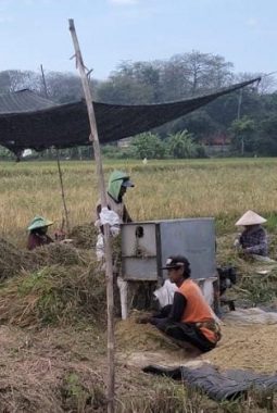 Panen Gadu 2025 Melimpah, Produksi Beras Nasional Diprediksi Naik