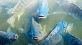 2. Investigasi kasus eFishery terus bergulir, audit PPATK dan FTI Consulting menjadi kunci transparansi startup agritech. (Facebook.com @eFishery)